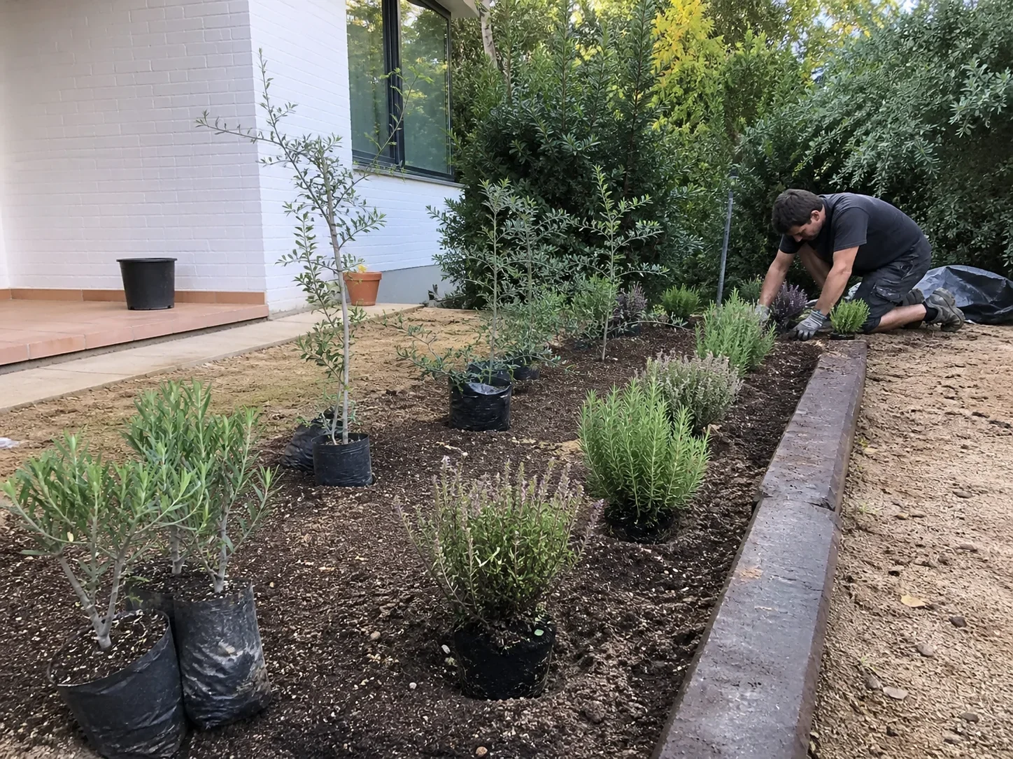 Plantación mediterránea de romero lavanda y olivos para jardín en Mallorca